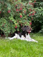 2 Friese Stabij Puppy’s (Bruin met wit), Dieren en Toebehoren, Honden | Retrievers, Spaniëls en Waterhonden, 15 weken tot 1 jaar