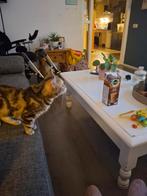 Britse korthaar schildpad kleurig, Dieren en Toebehoren, Katten en Kittens | Raskatten | Korthaar, Poes, Ontwormd, 0 tot 2 jaar