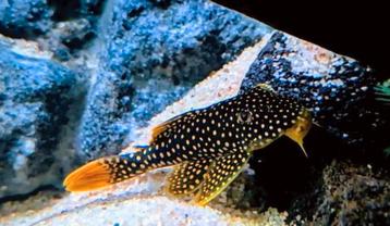 L14 Sunshine Pleco, Zonmeerval, Scobiancistrus Aureatus beschikbaar voor biedingen