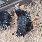 Wyandotte kriel., Dieren en Toebehoren, Pluimvee, Meerdere dieren, Kip