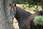 Tinker te koop, Dieren en Toebehoren, Ophalen