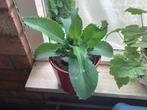 Kalanchoe bommenwerper genoemd 3,00, Ophalen of Verzenden, Overige soorten, Minder dan 100 cm