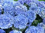 25 blauwe of roze boerenhortensia € 125,00, Ophalen of Verzenden, Hortensia, Haag, Minder dan 100 cm