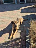 Tosa inu, Dieren en Toebehoren, Reu, CDV (hondenziekte), Eén hond, 3 tot 5 jaar