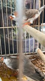 Zebravinkjes, Dieren en Toebehoren, Vogels | Overige Vogels, Meerdere dieren