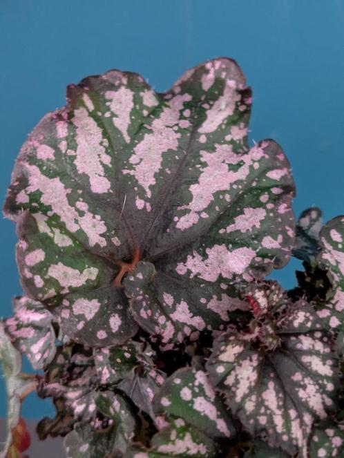 Begonia Hugh McLauglan, Coco, Etna, Red Kiss, Huis en Inrichting, Kamerplanten, Overige soorten, Minder dan 100 cm, Ophalen of Verzenden