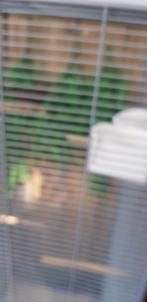 Zwartborst lijster, Meerdere dieren