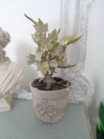 Plant in brocante pot....Poppenhuis 1:12... (Nr F13)*, Ophalen of Verzenden, Nieuw, Poppenhuis