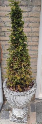 Bloembakken vazen  Italiaanse stijl, Tuin en Terras, Bloembakken en Plantenbakken, Ophalen, Gebruikt, Minder dan 60 cm, Rond