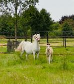 Welsh sectie A merrie en hengst veulen te koop, Dieren en Toebehoren, Pony's, Niet van toepassing, 0 tot 2 jaar, Hengst, A pony (tot 1.17m)