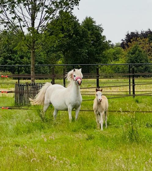 Welsh sectie A merrie en hengst veulen te koop, Dieren en Toebehoren, Pony's, Hengst, Niet van toepassing, A pony (tot 1.17m)