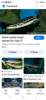 Channa micropelets  im looking for them to buy., Dieren en Toebehoren, Vissen | Aquariumvissen
