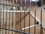Kleine cubavinken, Vrouwelijk, Tropenvogel