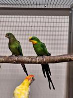 Diverse soorten vogels bij vogelhandel Tuinstra., Dieren en Toebehoren, Vogels | Parkieten en Papegaaien