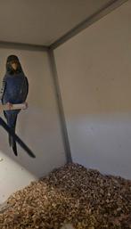 Blackface split blackwing, Vrouwelijk, Parkiet, Geringd