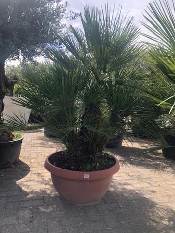 Chamaerops Humilis in schaal