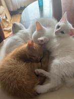 Kittens te koop, Poes