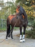 Mooie PRE dressuur paard, Dieren en Toebehoren, Gechipt, Ruin, M, Dressuurpaard