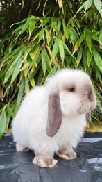 Mooie raszuivere mini lop konijntje, Dieren en Toebehoren, Konijnen, Mannelijk, Klein, Hangoor, 0 tot 2 jaar