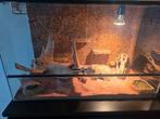 2 luipaardgekko's met terrarium, Hagedis, Met terrarium, 3 tot 6 jaar