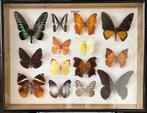 Decoratieve vlindercollectie uit Brunei (Borneo) in lijst, Verzamelen, Dierenverzamelingen, Ophalen of Verzenden, Zo goed als nieuw