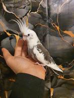 TAM VALKPARKIET, Dieren en Toebehoren, Geslacht onbekend, Parkiet