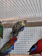 Strogele rosella pop., Dieren en Toebehoren, Vogels | Parkieten en Papegaaien, Vrouwelijk, Parkiet, Geringd