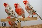 GEZOCHT  agaat rood kanarie, Meerdere dieren, Kleurkanarie