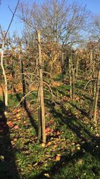 Appelboom braeburn, Ophalen, 100 tot 250 cm, Appelboom, Lente