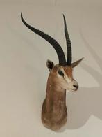 Opgezet dier (grantgazelle?), Verzamelen, Dierenverzamelingen, Ophalen, Zo goed als nieuw, Opgezet dier