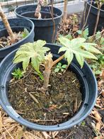 Tetrapanax papyrifera steroidal giant, Ophalen of Verzenden, Zomer, Overige soorten, Volle zon