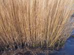 PANICUM Northwind  P7 - P9 - P11, Tuin en Terras, Planten | Tuinplanten, Ophalen, Vaste plant, Siergrassen, Volle zon