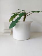 Vintage Bloempot wit glazuur keramiek genummerd Ø 22,50 cm, Ophalen