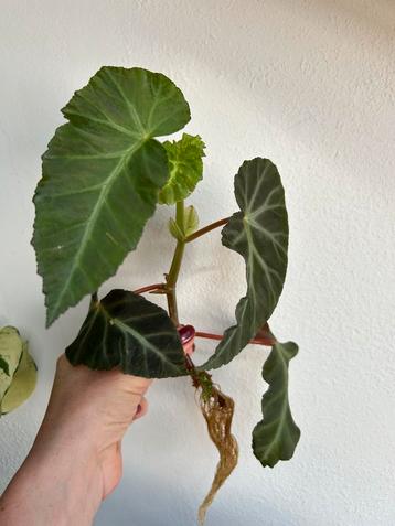 Begonia grey feather, grote gewortelde stek beschikbaar voor biedingen