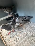 Jone postduiven gratis 5 stuks, Dieren en Toebehoren, Vogels | Duiven, Geslacht onbekend, Postduif