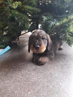 Super leuke teckel pups, Standaard, Parvo, 8 tot 15 weken, Meerdere