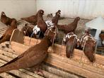 Nederlandse Hoogvliegers. Kweekkoppels en jongen, Dieren en Toebehoren, Meerdere dieren