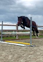 Betrouwbare en knappe B pony te koop🤎, Dieren en Toebehoren, Ruin, B pony (1.17m tot 1.27m), Gechipt, 3 tot 6 jaar