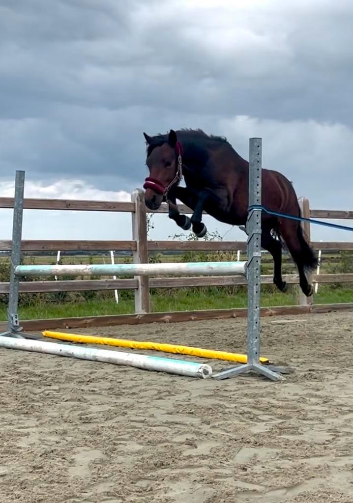 Betrouwbare en knappe B pony te koop🤎, Dieren en Toebehoren, Pony's, Ruin, B pony (1.17m tot 1.27m), 3 tot 6 jaar, Gechipt, Ontwormd
