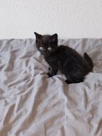 kitten ragdoll x Europese korthaar., Dieren en Toebehoren, Katten en Kittens | Raskatten | Langhaar, Poes, Ontwormd, 0 tot 2 jaar
