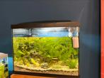 Compleet aquarium te koop!, Dieren en Toebehoren, Ophalen, Zo goed als nieuw, Gevuld zoetwateraquarium