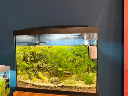 Compleet aquarium te koop!, Dieren en Toebehoren, Vissen | Aquaria en Toebehoren, Zo goed als nieuw, Gevuld zoetwateraquarium