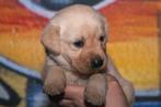 Labrador pups bruin en blond worden liefdevol opgevoed, Dieren en Toebehoren, Honden | Retrievers, Spaniëls en Waterhonden, Nederland