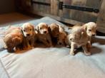 Goldendoodle pups, Dieren en Toebehoren, Honden | Retrievers, Spaniëls en Waterhonden, Meerdere, 8 tot 15 weken, Meerdere dieren