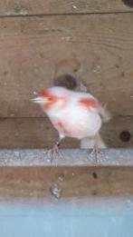 Rood mozaik kanaries gevraagd