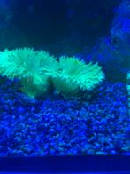 Sinularia Dura Green, Dieren en Toebehoren, Vis