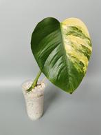 ( 1 ) Monstera aurea lime borsigiana variegata mint, Ophalen of Verzenden, Overige soorten, Minder dan 100 cm