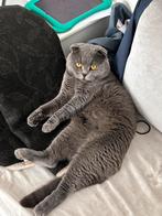 Britse korthaar, Dieren en Toebehoren, Katten en Kittens | Overige Katten, Kater