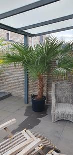 Trachycarpus Fortunei winterharde palmboom, Tuin en Terras, Bloeit niet, 100 tot 250 cm, Palmboom, Ophalen