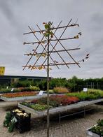 Leilinde, leilinde's, leibomen, Bloeit niet, Leiboom, 100 tot 250 cm, Ophalen